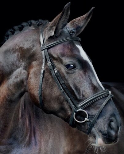 Schockemöhle "Bridle Mannheim"