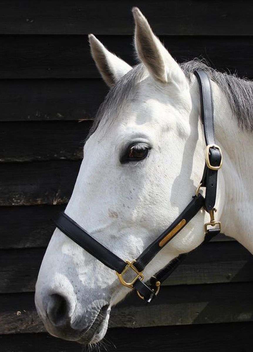 JHL Кожен Оглавник Кафяв S